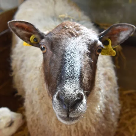 Bed & Breakfast Temple House Ballymote