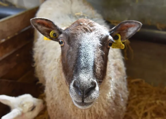 Alojamento de Acomodação e Pequeno-almoço Temple House Ballymote