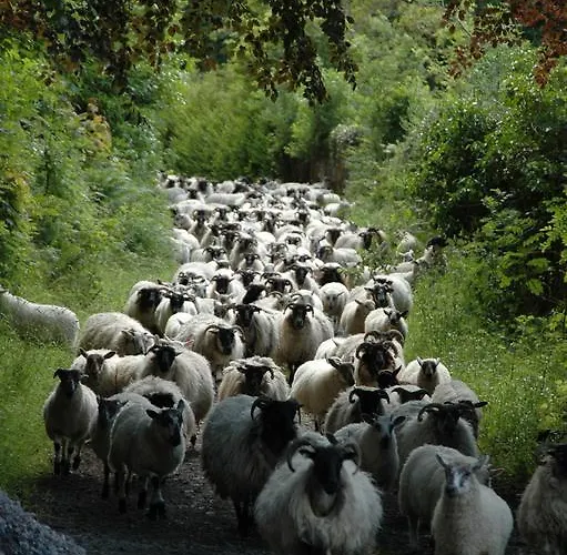 Alojamento de Acomodação e Pequeno-almoço Temple House