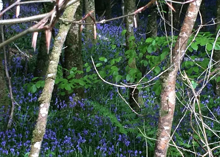 Bed & Breakfast Temple House